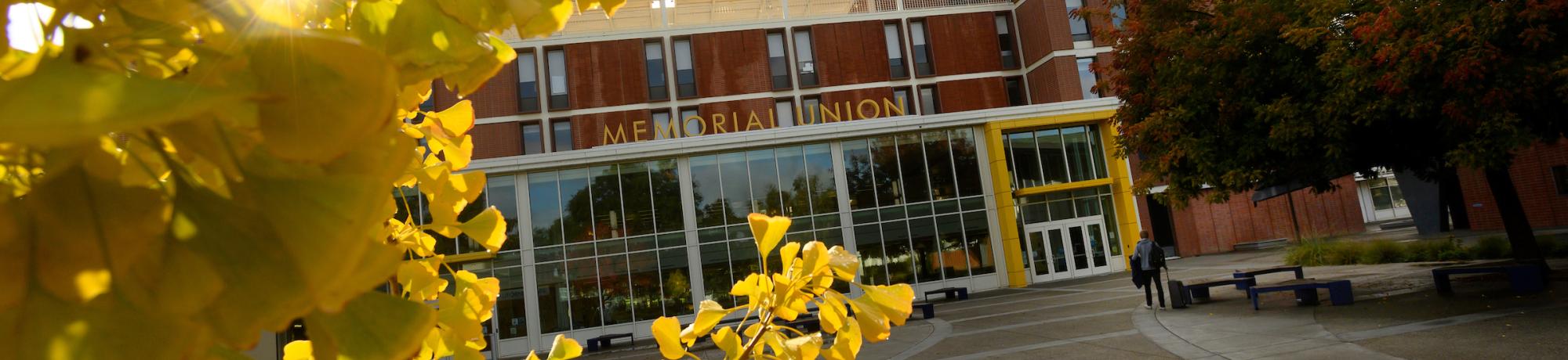 A picture of the Memorial Union during the fall. There is a yellow ginkgo tree in the foreground with a student walking towards the Memorial Union.